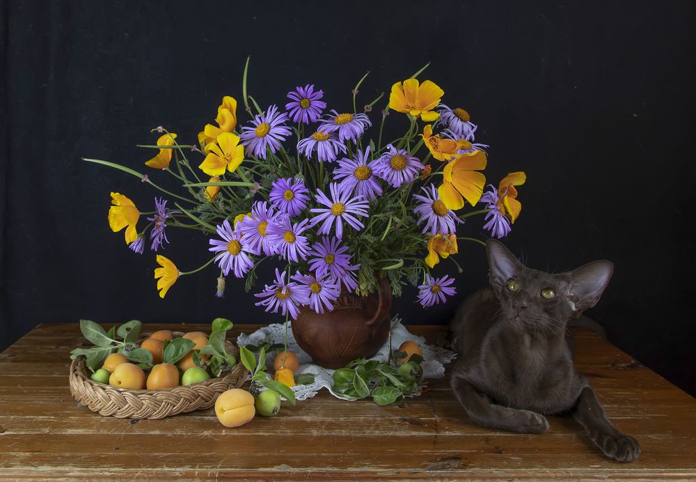 Коттюрморт)))) Маркиз, Миша и Шкипер