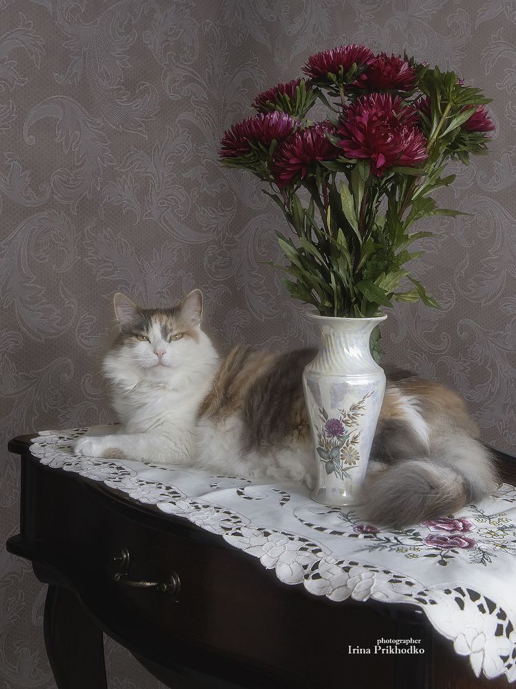 Портрет котомодели с букетом астр