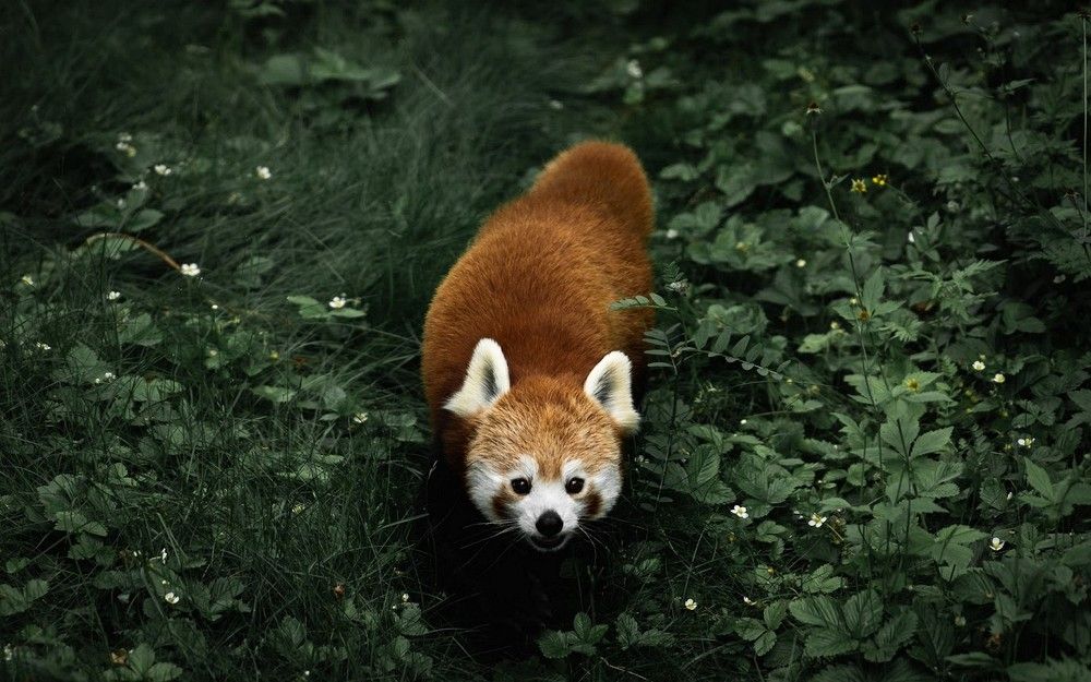 Photo 2688054