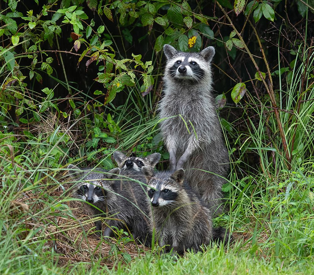 Raccoon Family - Енот- полоскун