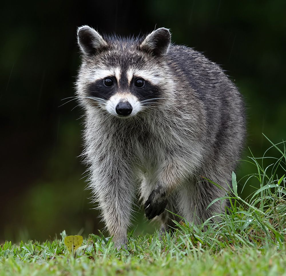 Raccoon Family - Енот- полоскун