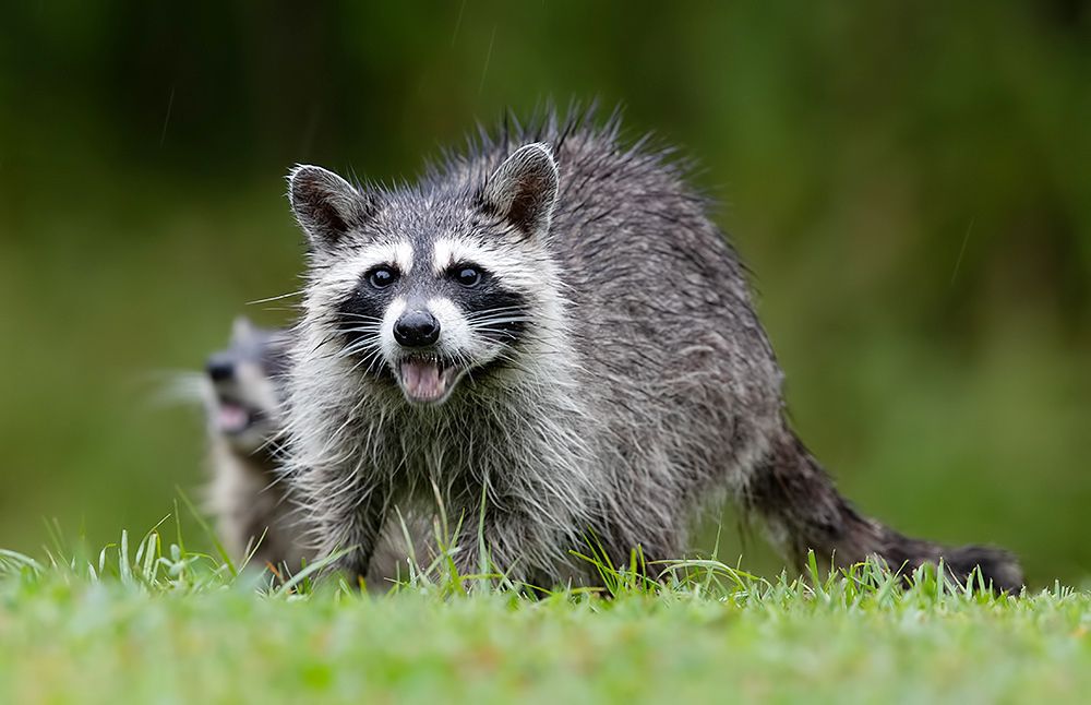 Raccoon Family - Енот- полоскун