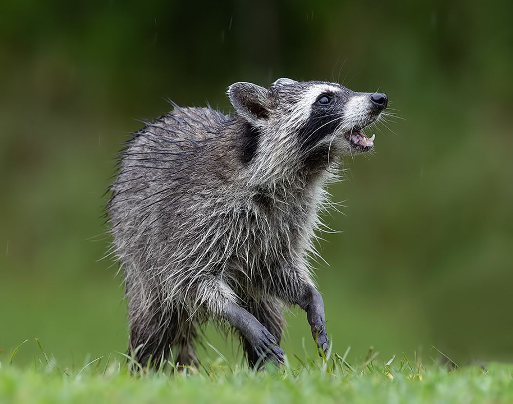 Raccoon Family - Енот- полоскун