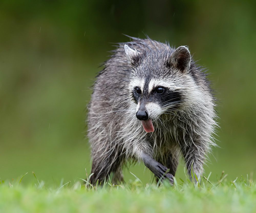 Raccoon Family - Енот- полоскун