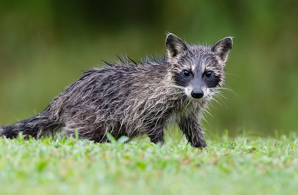 Raccoon Family - Енот- полоскун