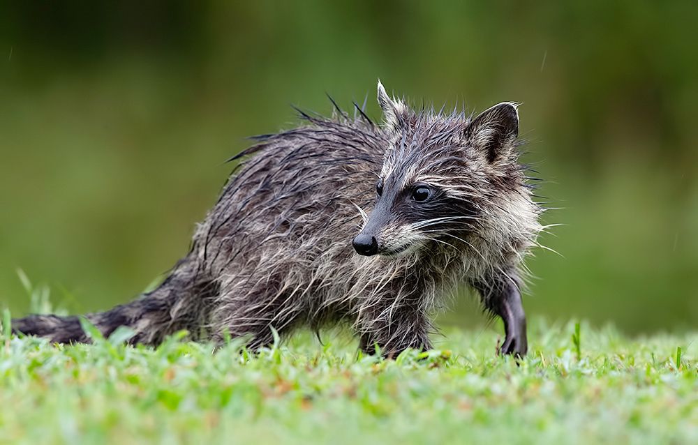 Raccoon Family - Енот- полоскун