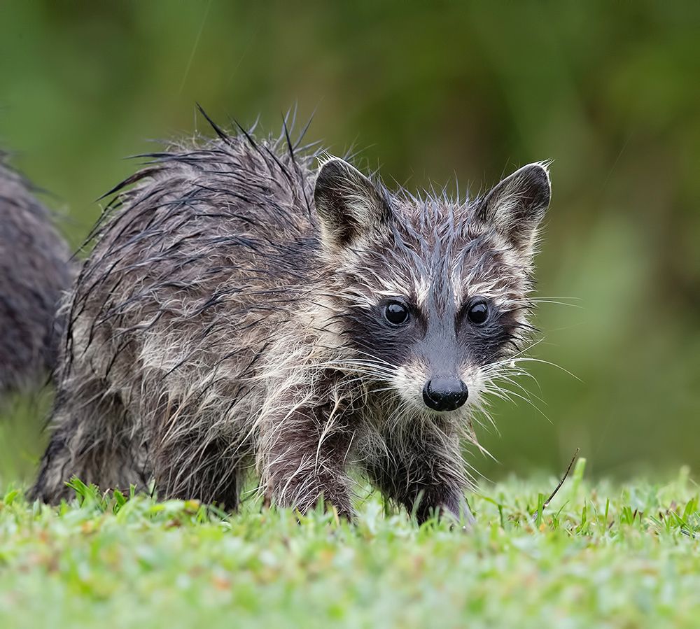 Raccoon Family - Енот- полоскун