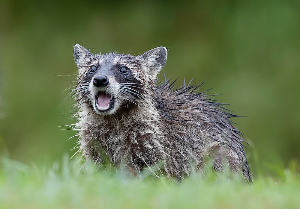Raccoon Family - Енот- полоскун