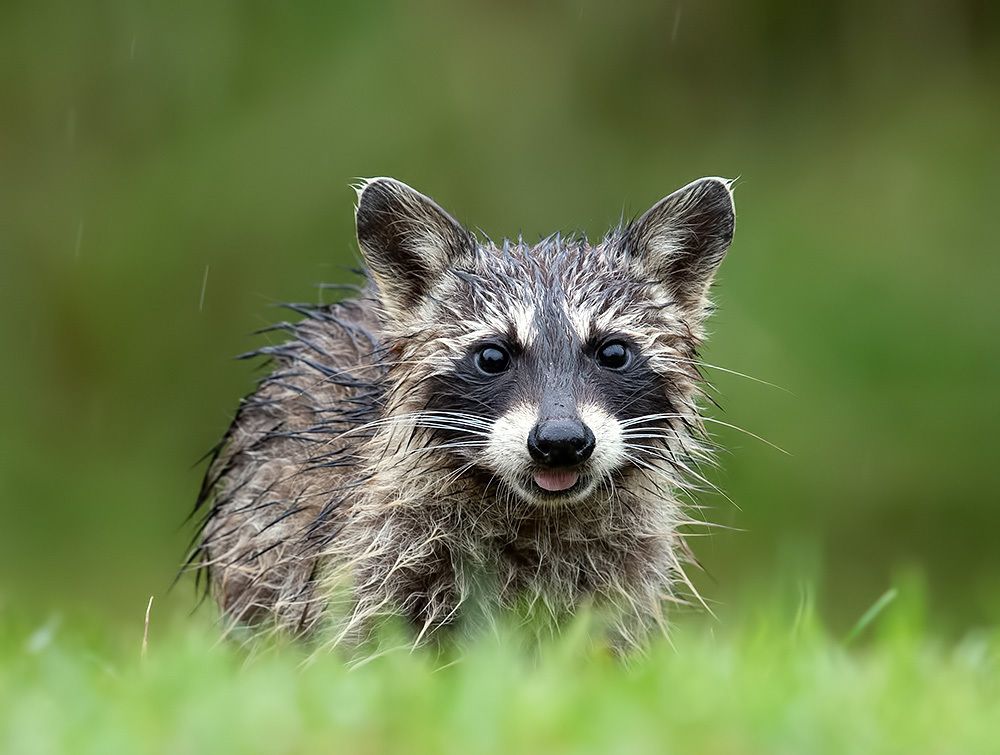 Raccoon Family - Енот- полоскун