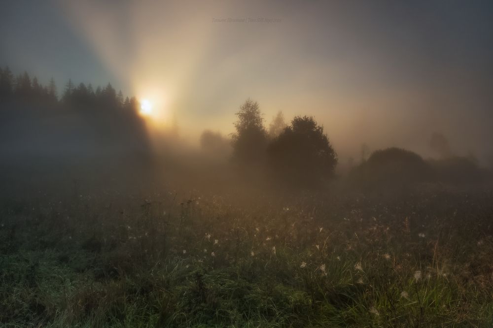 Рассвет на болоте