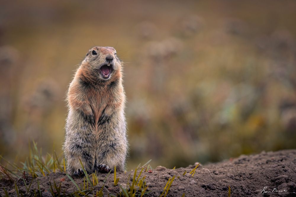 Polar gopher of Kamchatka
