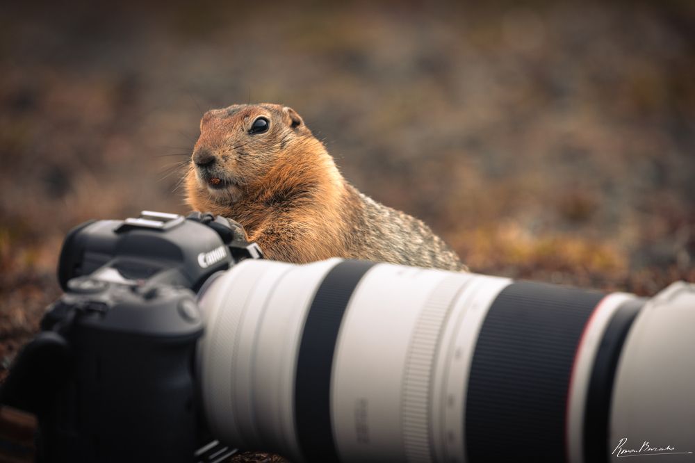 Polar gopher of Kamchatka