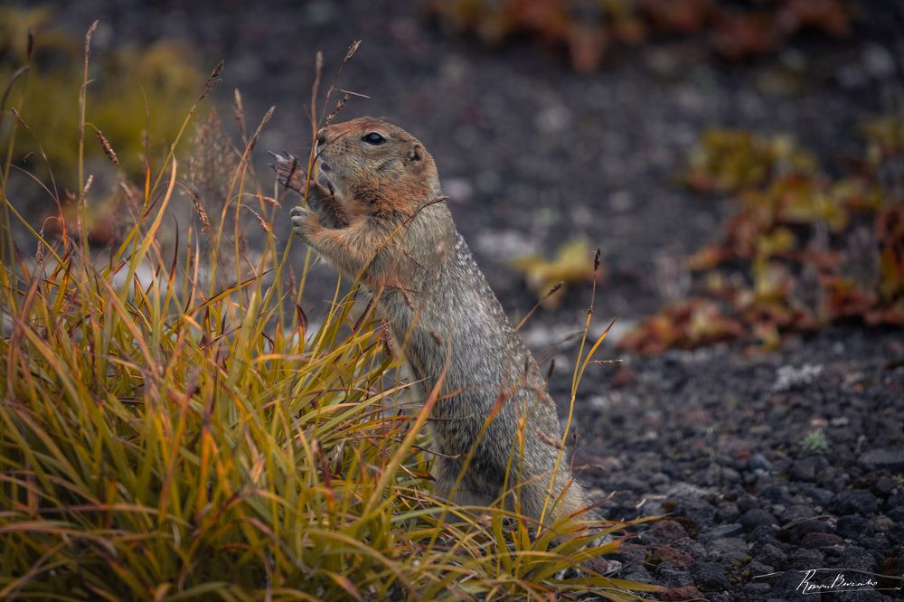 Polar gopher of Kamchatka