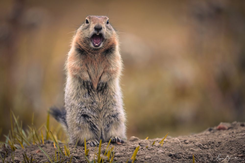 Polar gopher of Kamchatka