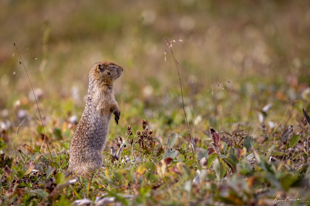 Polar gopher of Kamchatka