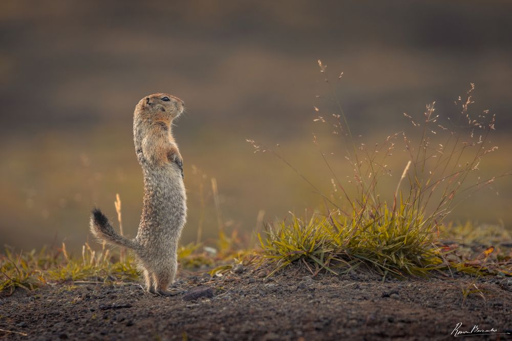 Polar gopher of Kamchatka