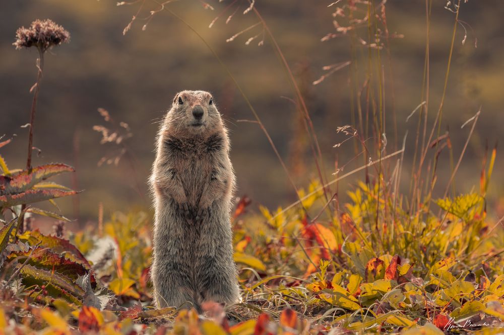 Polar gopher of Kamchatka