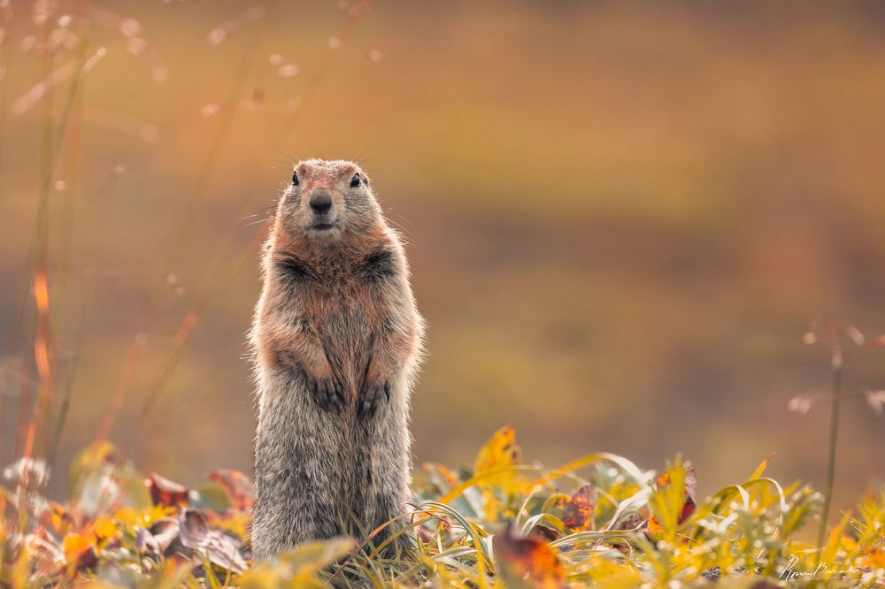 Polar gopher of Kamchatka