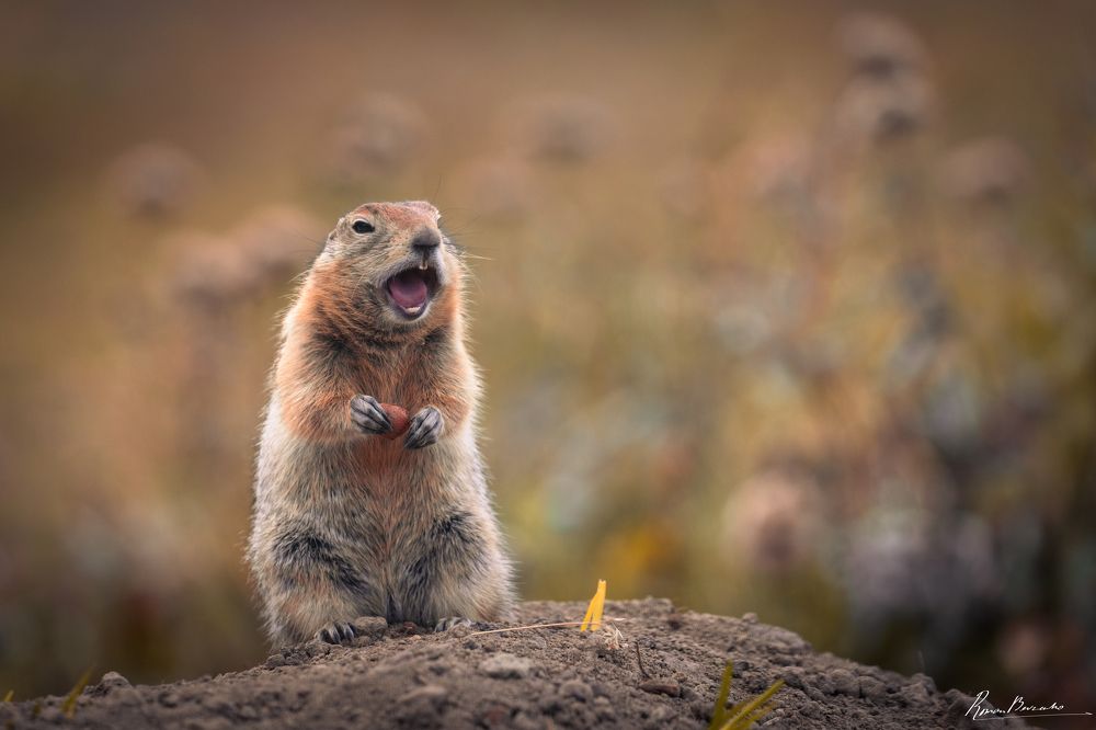 Polar gopher of Kamchatka