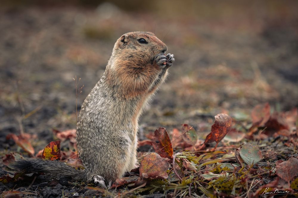 Polar gopher of Kamchatka