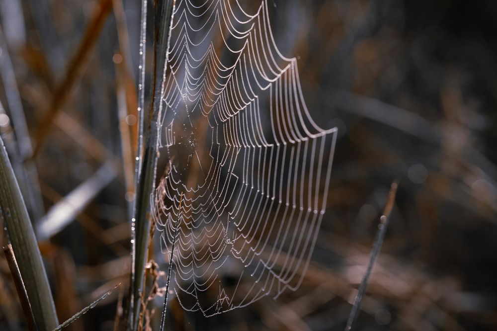 Photo 2694087