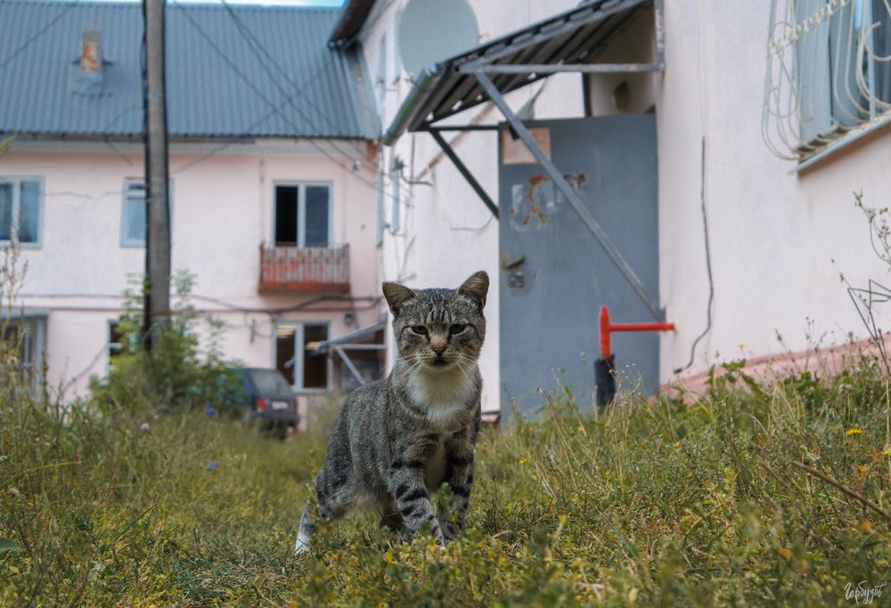в Шатск. Тульская область. Часть 2.