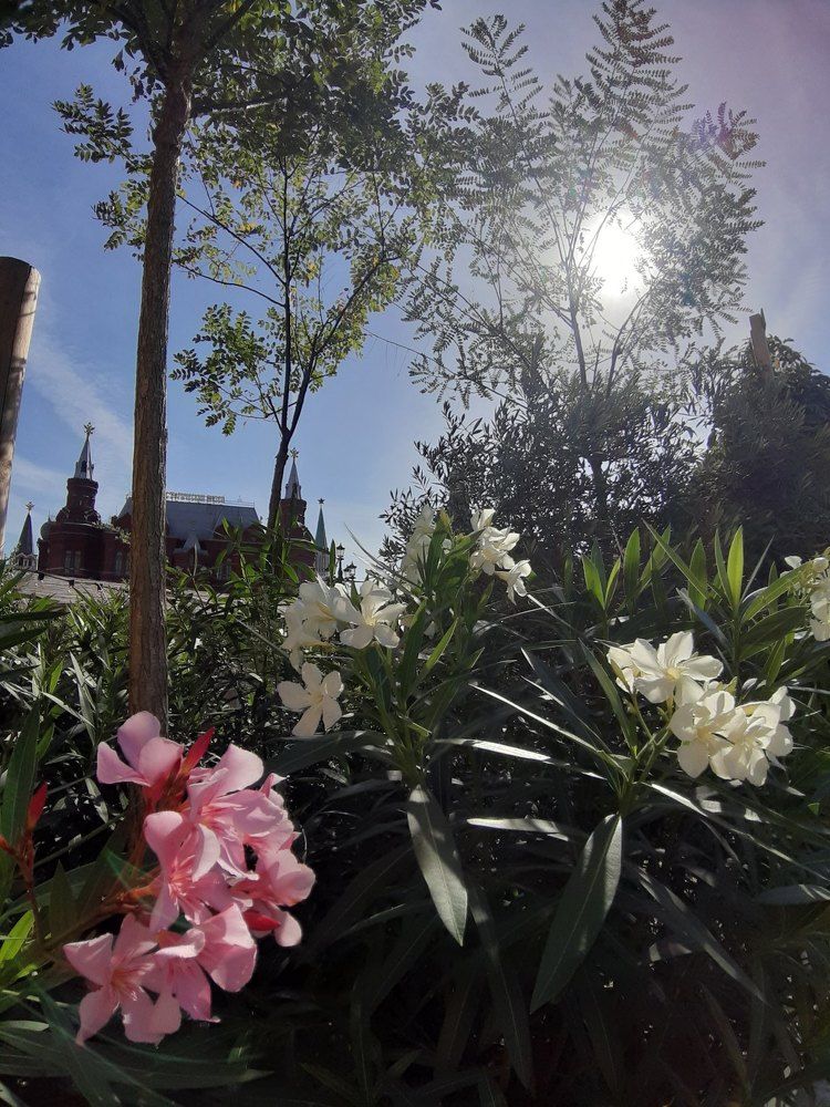 Пальмы у Красной площади