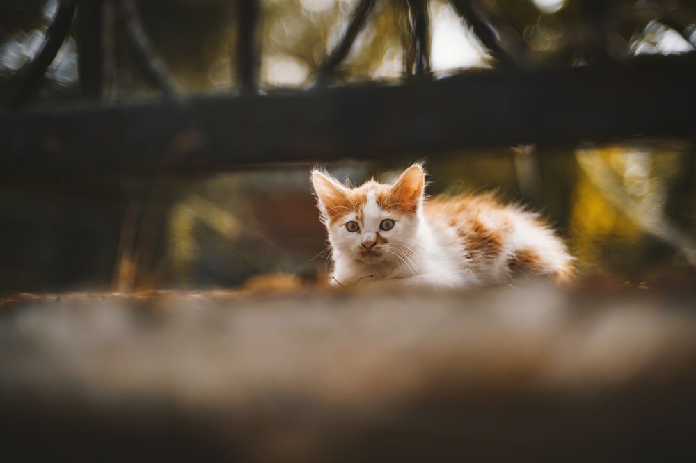 Котеек вам к выходным!