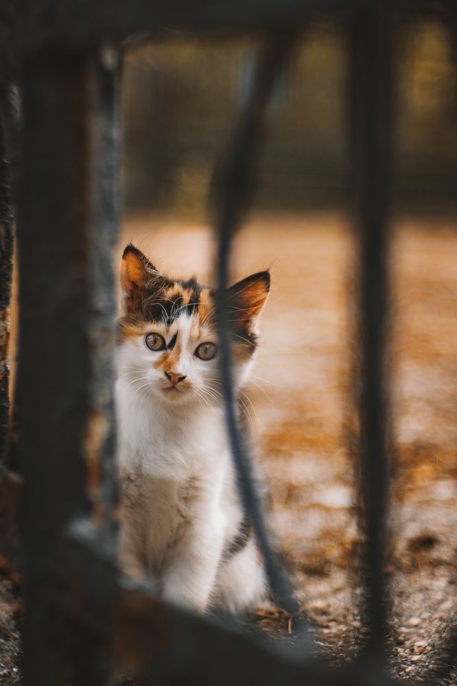 Котеек вам к выходным!