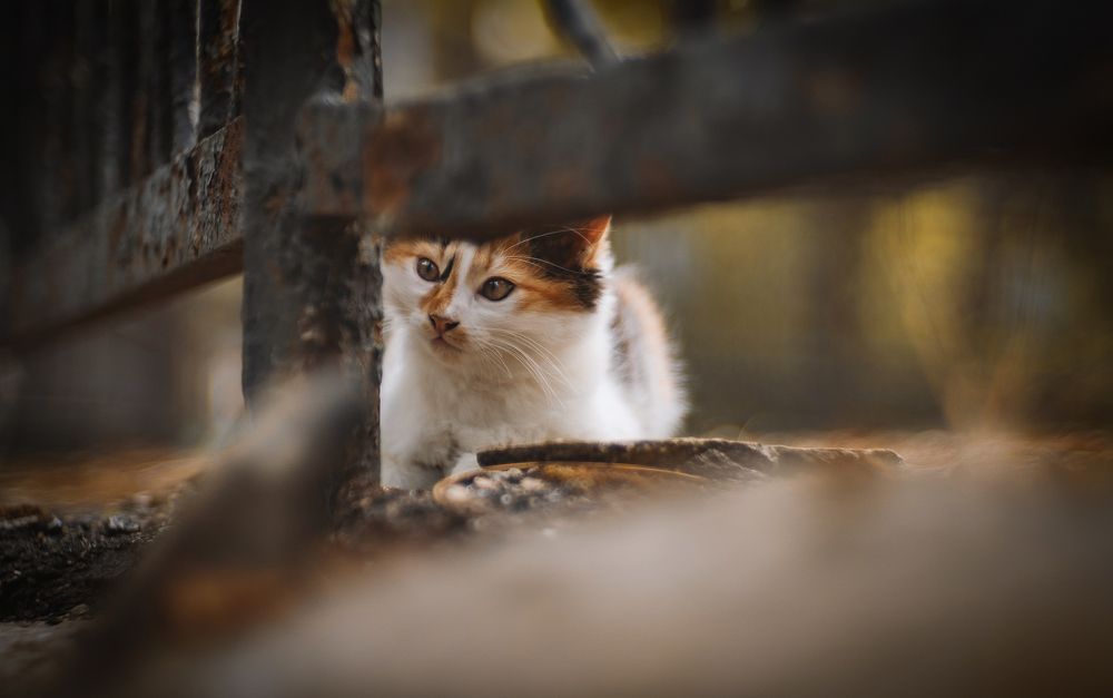 Котеек вам к выходным!