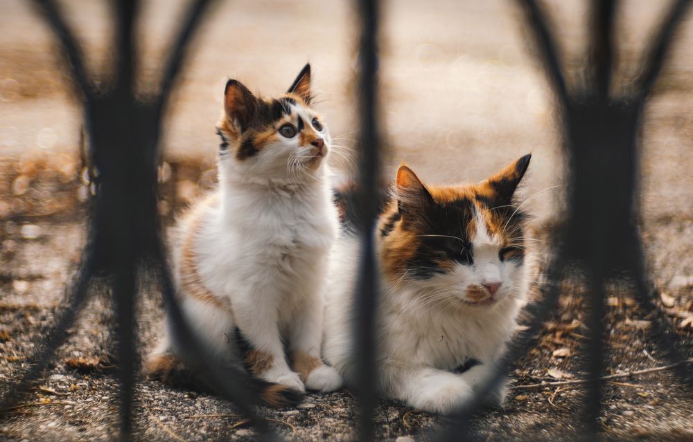 Котеек вам к выходным!