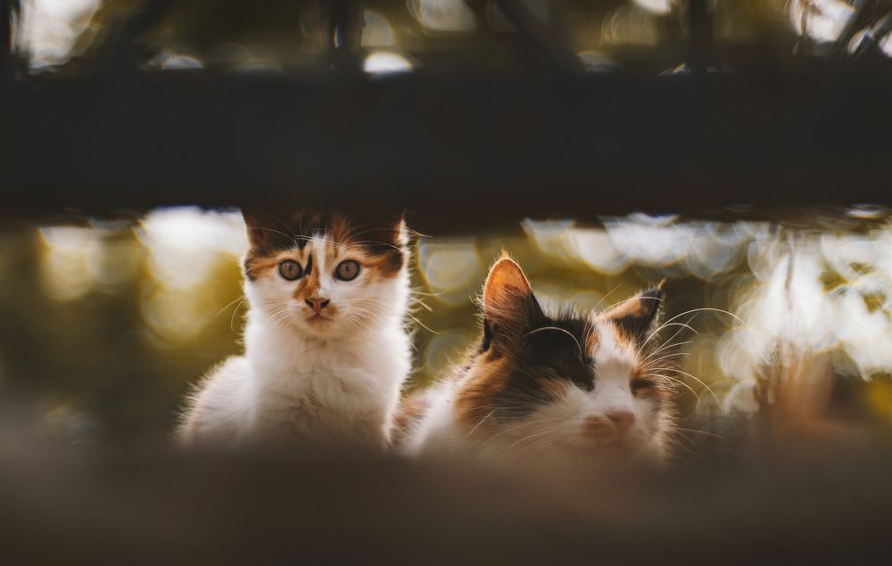 Котеек вам к выходным!