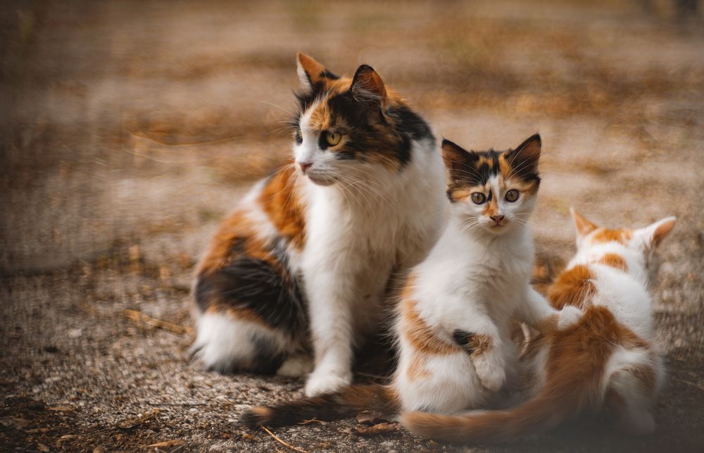 Котеек вам к выходным!