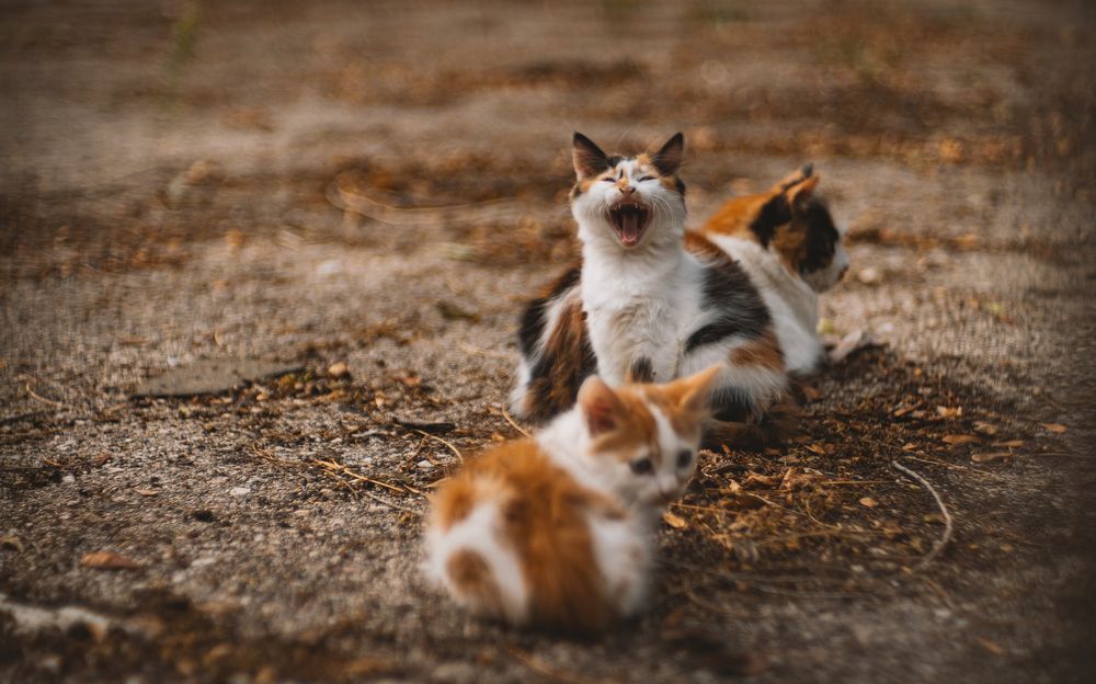 Котеек вам к выходным!