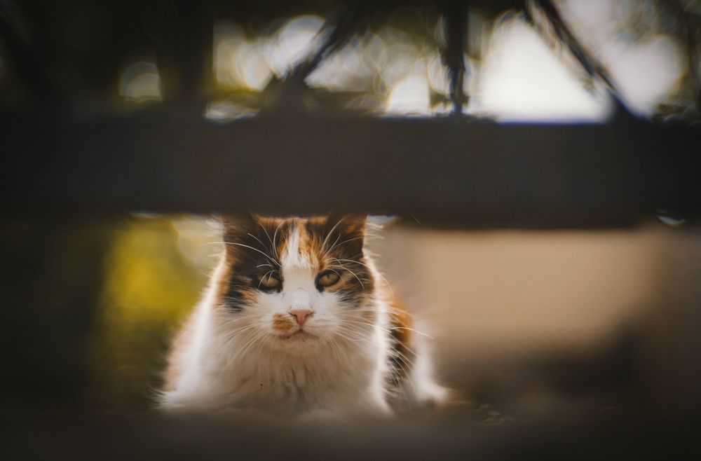 Котеек вам к выходным!