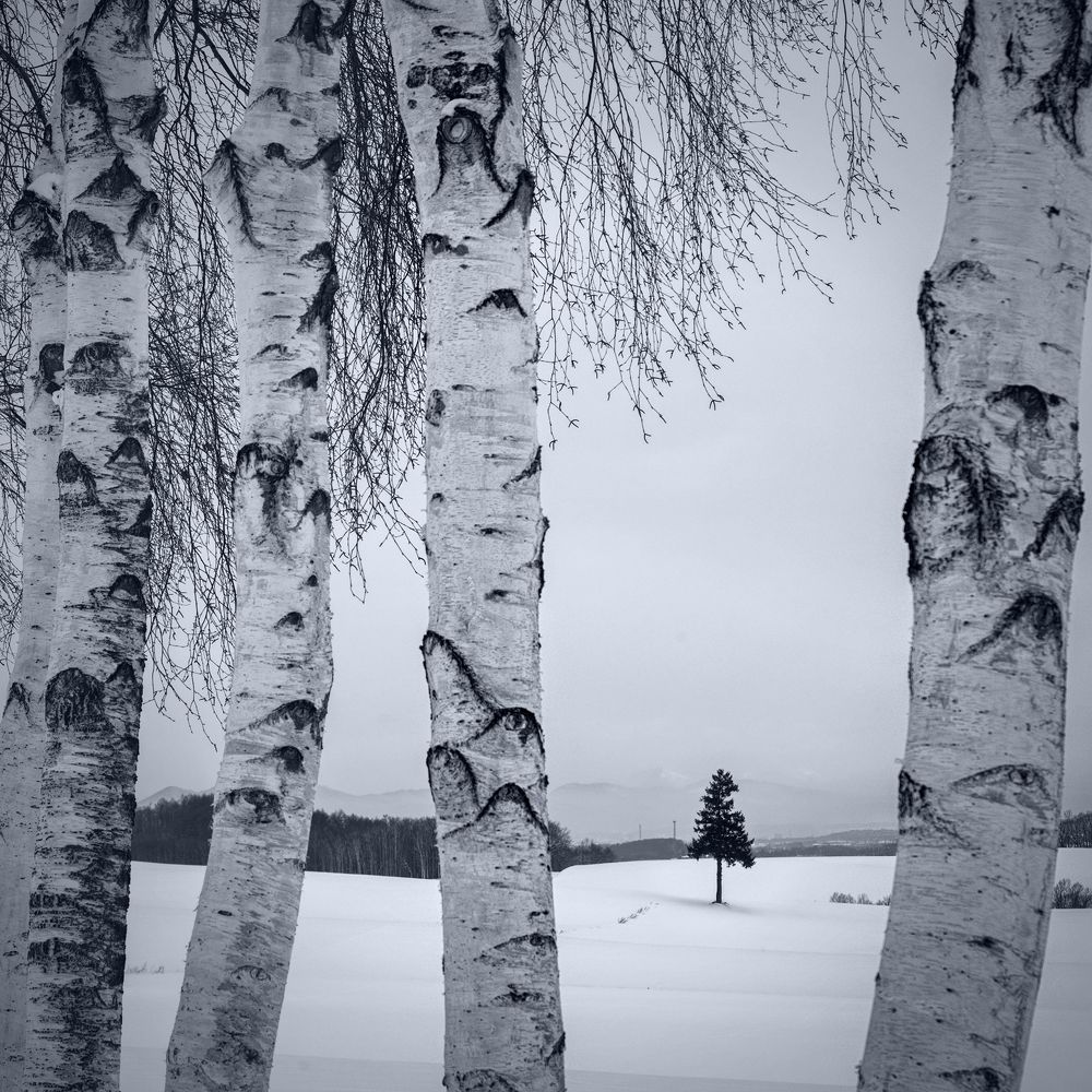 Minimalist winter landscapes of Hokkaido