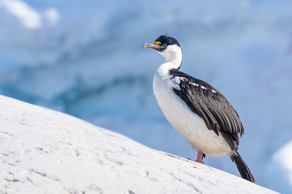 Expedition tour to Antarctica