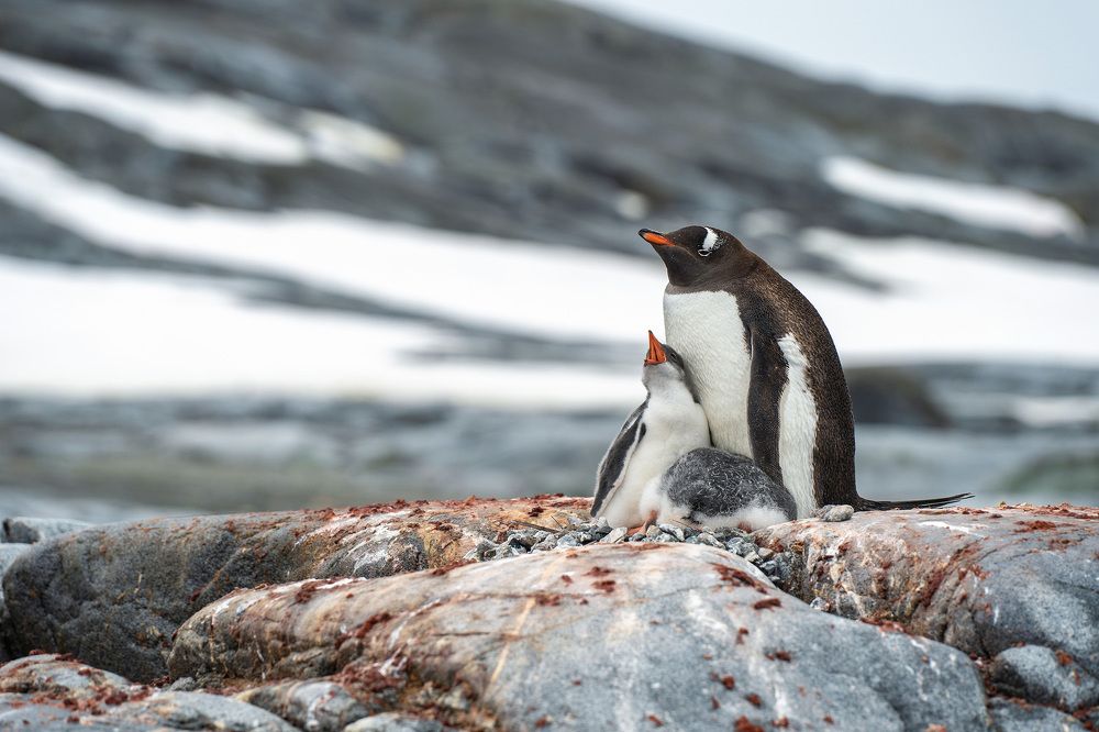 Expedition tour to Antarctica