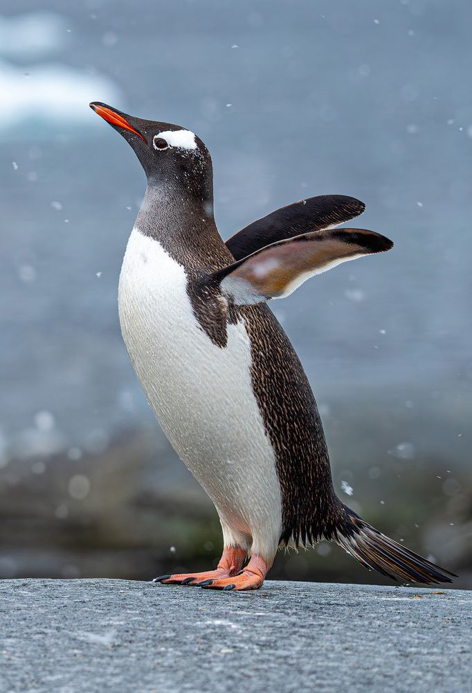 Expedition tour to Antarctica