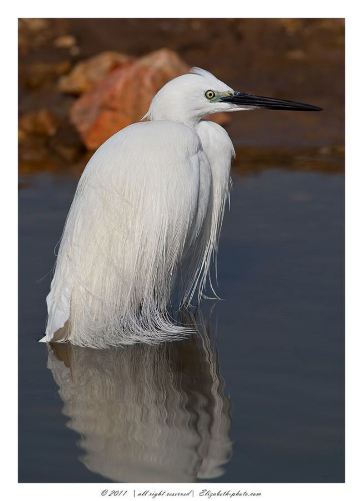 Little Egret -Малая белая цапля