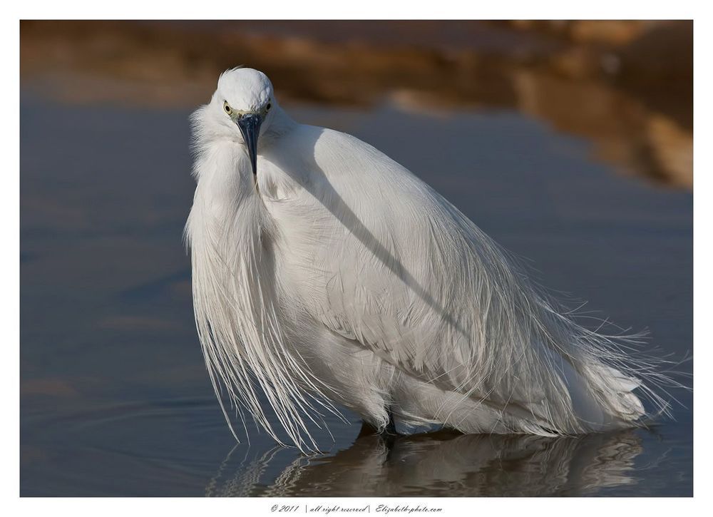 Little Egret -Малая белая цапля