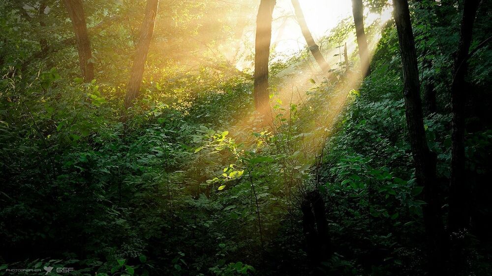 Однажды утром (или о пользе ранних прогулок)...