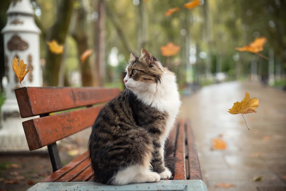 Осенний котик