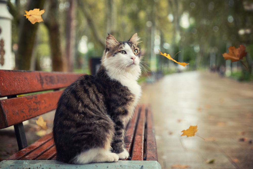 Осенний котик
