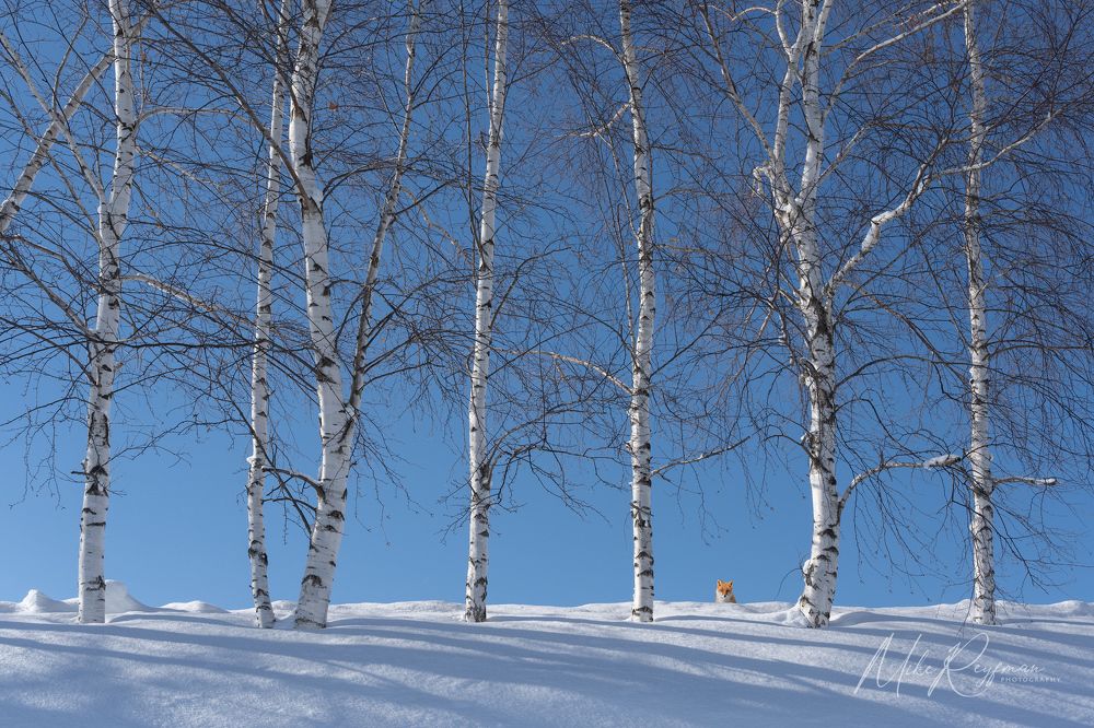 Hokkaido Winter