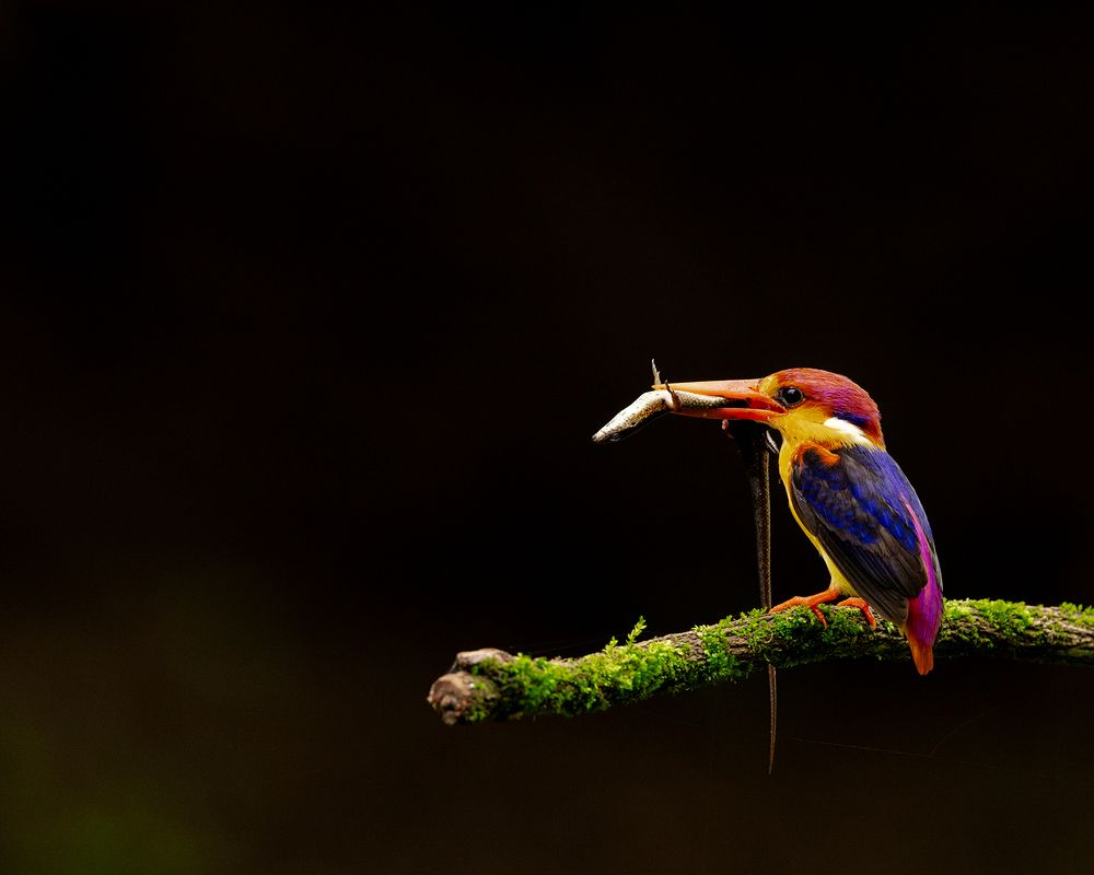 Nature & Wildlife