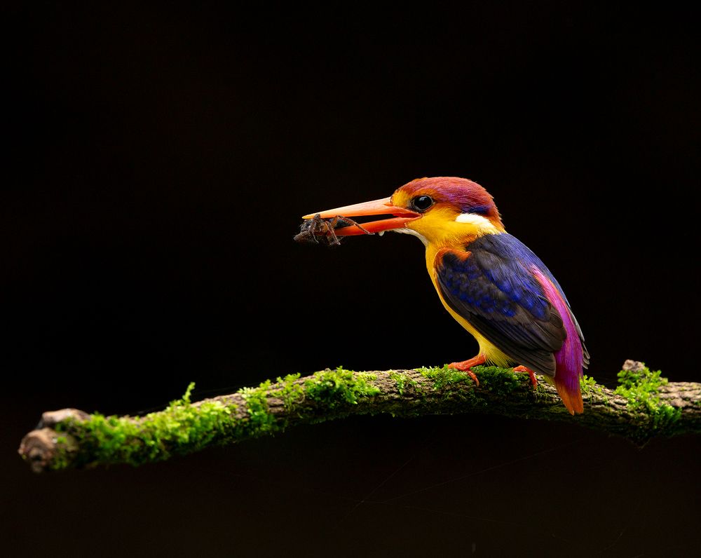 Nature & Wildlife