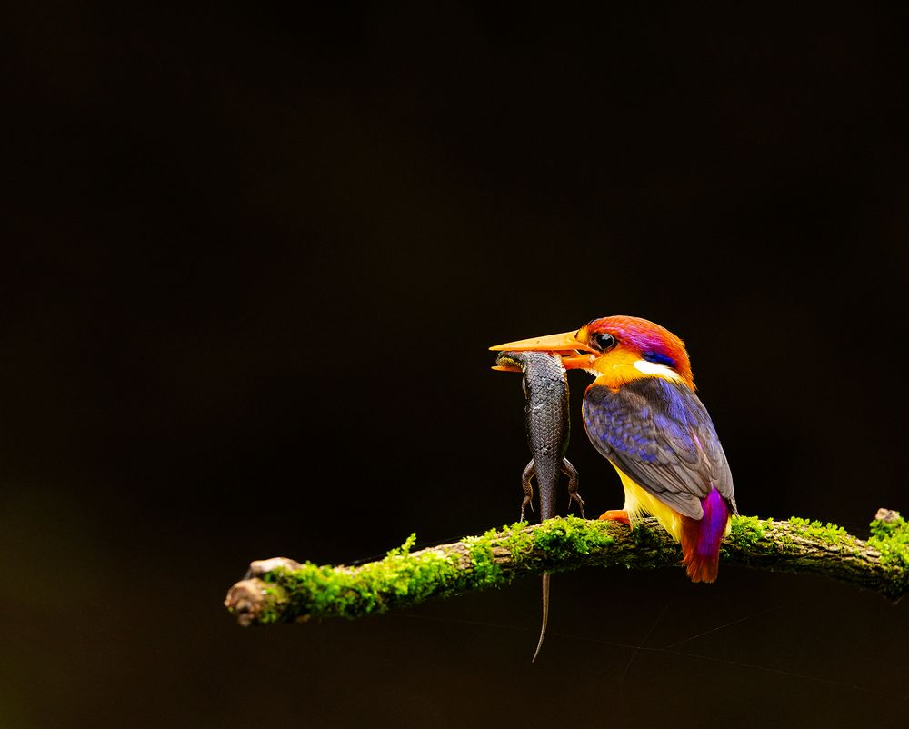 Nature & Wildlife