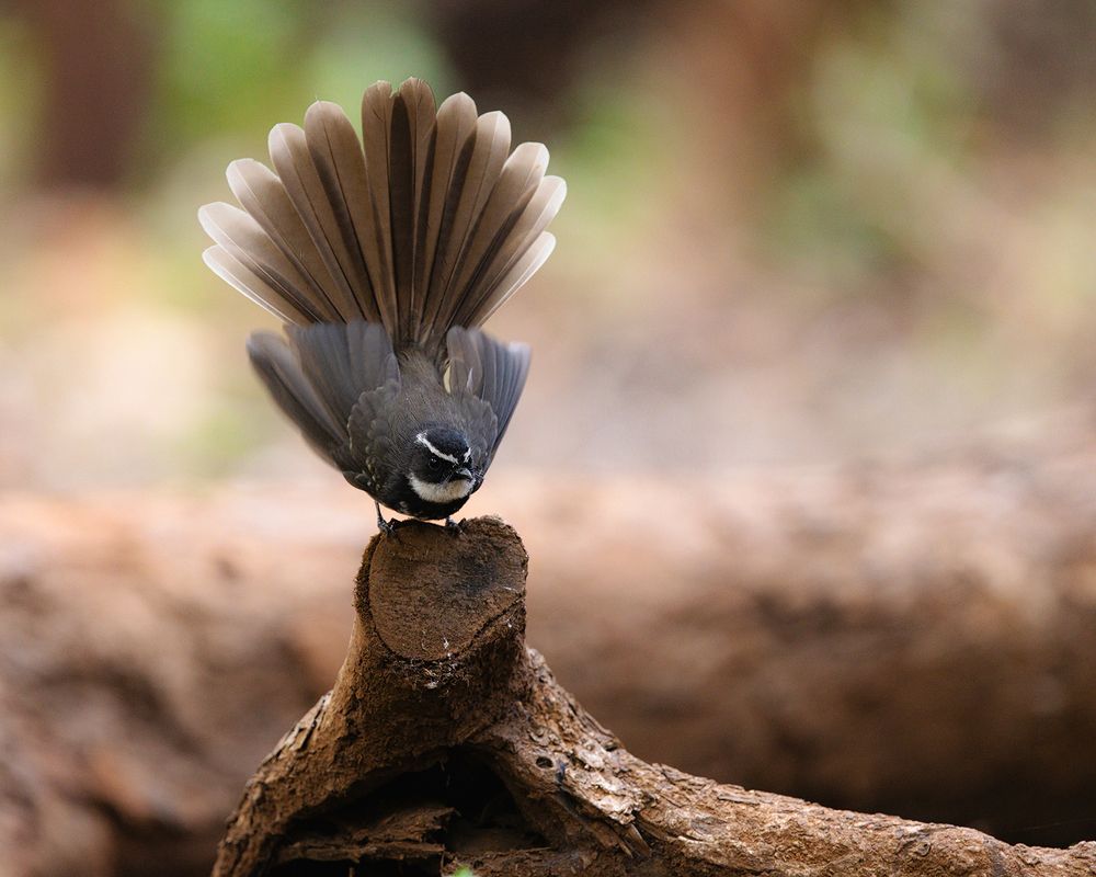Nature & Wildlife