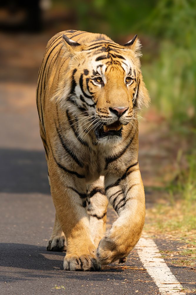 Nature & Wildlife